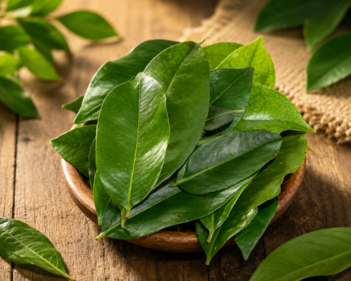 Daun Salam